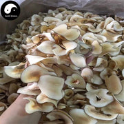 Hai Di Ye Pian 海底椰, Lodoicea Maldivica, Hai Ye Zi, Sea Coconut-Health Wisdom™