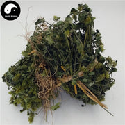 Hai Er Cao 孩儿草, Herba Rungia Pectinata, Huang Feng Cao-Health Wisdom™