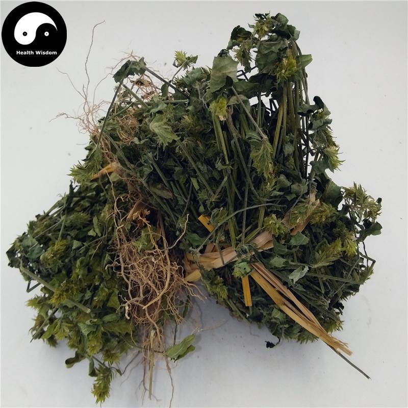 Hai Er Cao 孩儿草, Herba Rungia Pectinata, Huang Feng Cao-Health Wisdom™