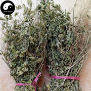 Hai Er Cao 孩儿草, Herba Rungia Pectinata, Huang Feng Cao-Health Wisdom™