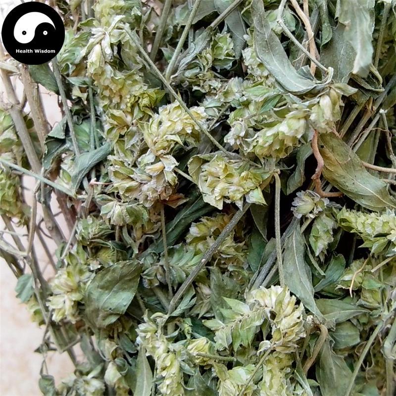 Hai Er Cao 孩儿草, Herba Rungia Pectinata, Huang Feng Cao-Health Wisdom™