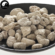 Hai Fu Shi, Bryozoatum, 海石 Hai Shi, Shi Hua-Health Wisdom™