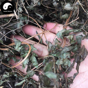 Hai Jin Sha Cao 海金砂草, Herba Lygodii, Japanese Climbing Fern Herb, Hai Jin Sha Teng-Health Wisdom™