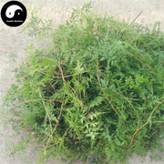 Hai Jin Sha Cao 海金砂草, Herba Lygodii, Japanese Climbing Fern Herb, Hai Jin Sha Teng-Health Wisdom™