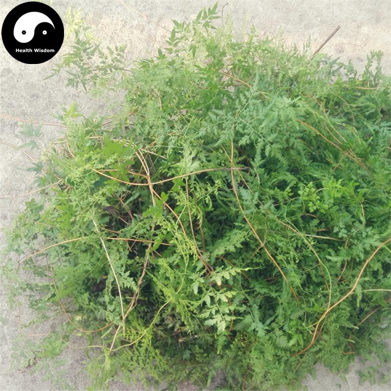 Hai Jin Sha Cao 海金砂草, Herba Lygodii, Japanese Climbing Fern Herb, Hai Jin Sha Teng-Health Wisdom™