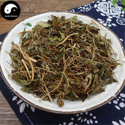 Hai Jin Sha Cao 海金砂草, Herba Lygodii, Japanese Climbing Fern Herb, Hai Jin Sha Teng-Health Wisdom™