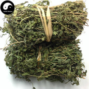 Hai Jin Sha Cao 海金沙草, Herba Lygodii, Japanese Climbing Fern Herb, Lygodium-Health Wisdom™