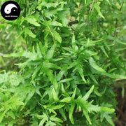 Hai Jin Sha Cao 海金沙草, Herba Lygodii, Japanese Climbing Fern Herb, Lygodium-Health Wisdom™
