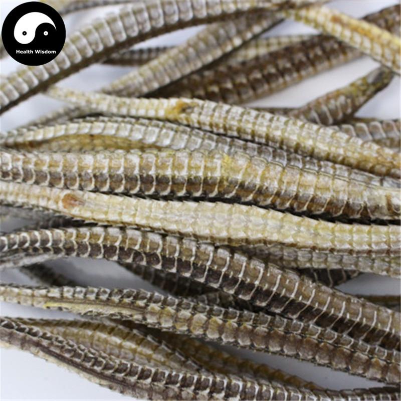 Hai Long 海龙, Syngnathus, Pipe Fish-Health Wisdom™