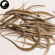 Hai Long 海龙, Syngnathus, Pipe Fish-Health Wisdom™