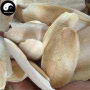 Hai Piao Xiao 海螵蛸, Cuttlebone, Cuttlefish Bone-Health Wisdom™