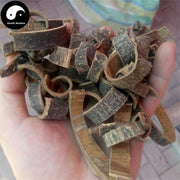 Hai Tong Pi 海桐皮, Cortex Erythrinae, Aralia Chinensis Bark-Health Wisdom™