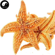 Hai Xing 海星, Starfish, Sea Star, Five-pointed Star, Asterias Rollestoni-Health Wisdom™