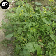 Han Cai 蔊菜, Herba Rorippae, Rorippa Indica Herb, Jiang Jian Dao Cao-Health Wisdom™