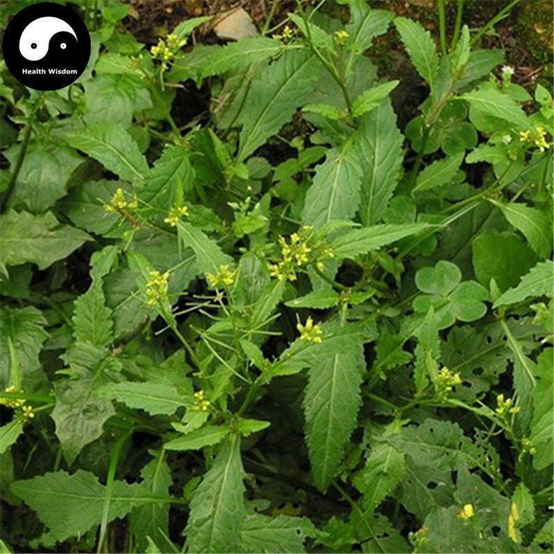 Han Cai 蔊菜, Herba Rorippae, Rorippa Indica Herb, Jiang Jian Dao Cao-Health Wisdom™