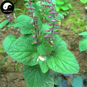Han Xin Cao 韩信草, Herba Scutellaria Indica, Er Wa Cao, Da Li Cao-Health Wisdom™