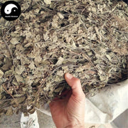 Han Xin Cao 韩信草, Herba Scutellaria Indica, Er Wa Cao, Da Li Cao-Health Wisdom™