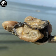 Hao Gan 蚝干, Dried Oysters Meat, Oyster Mu Li 牡蛎 For Seafood Soup-Health Wisdom™