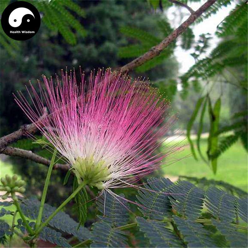 He Huan Hua 合欢花, Flos Albizziae, Albizia Flower-Health Wisdom™