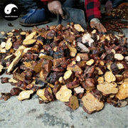 He Shou Wu 何首烏, Radix Polygoni Multiflori, Tuber Fleeceflower Root-Health Wisdom™