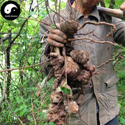 He Shou Wu 何首烏, Radix Polygoni Multiflori, Tuber Fleeceflower Root-Health Wisdom™