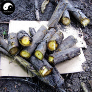 He Tao Qiu Pi 核桃楸皮, Cortex Juglandis Mandshuricae, Manchurian Walnut Bark-Health Wisdom™