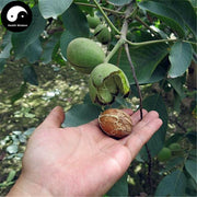 He Tao Ren 核桃仁, Hu Tao Rou, Walnut Seed, Semen Juglandis-Health Wisdom™
