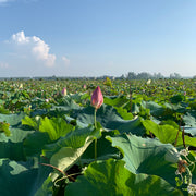 He Ye Cha 荷葉, Herb Tea Lotus Leaf, Dried Folium Nelumbinis Leaves-Health Wisdom™