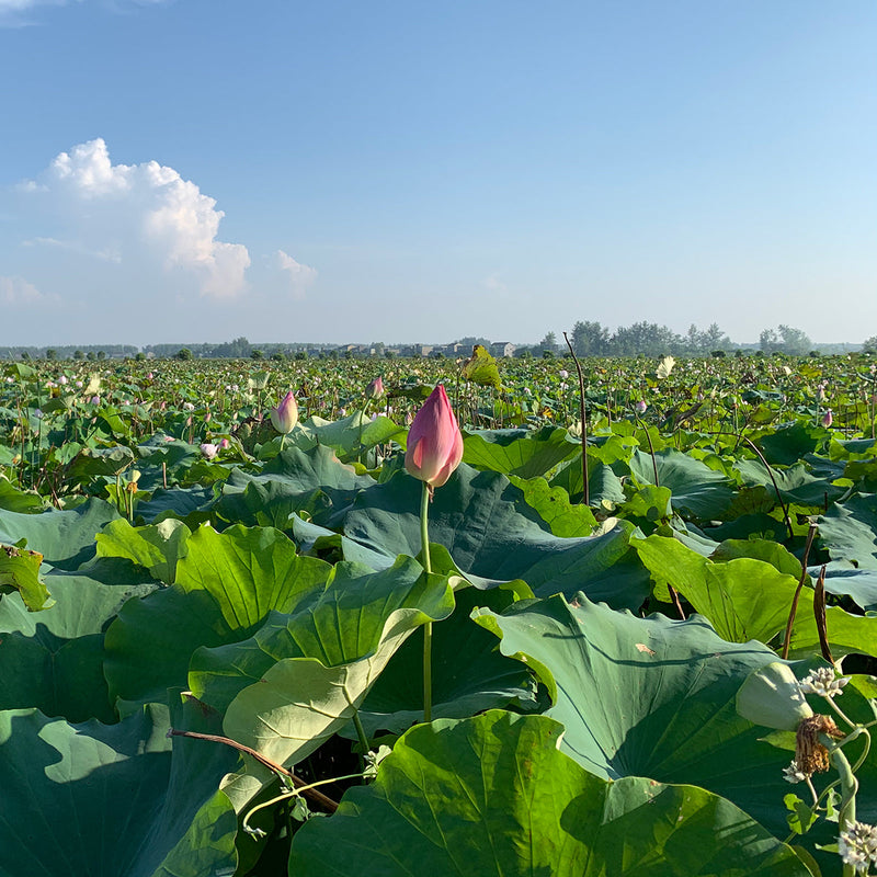 He Ye Cha 荷葉, Herb Tea Lotus Leaf, Dried Folium Nelumbinis Leaves-Health Wisdom™