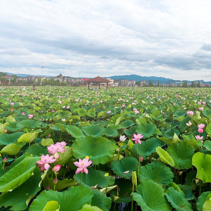 He Ye 荷葉, Dried Lotus Leaf, Folium Nelumbinis Leaves-Health Wisdom™