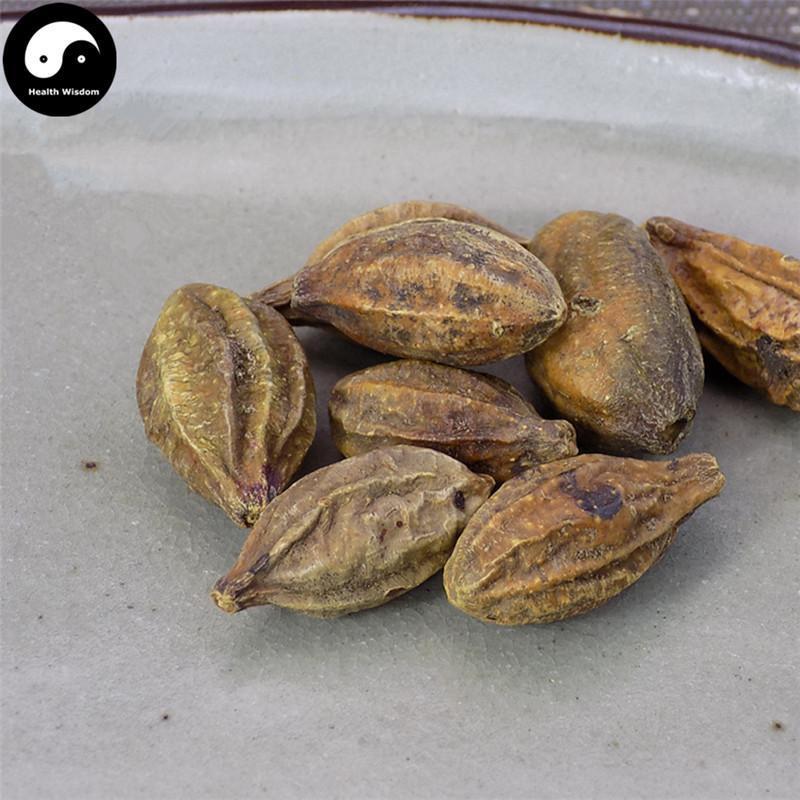 He Zi 訶子, Fructus Chebulae, Medicine Terminalia Fruit-Health Wisdom™