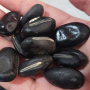 Hei Dao Dou Zi 黑刀豆子, Sword Jackbean Seed, Black Semen Canavaliae-Health Wisdom™