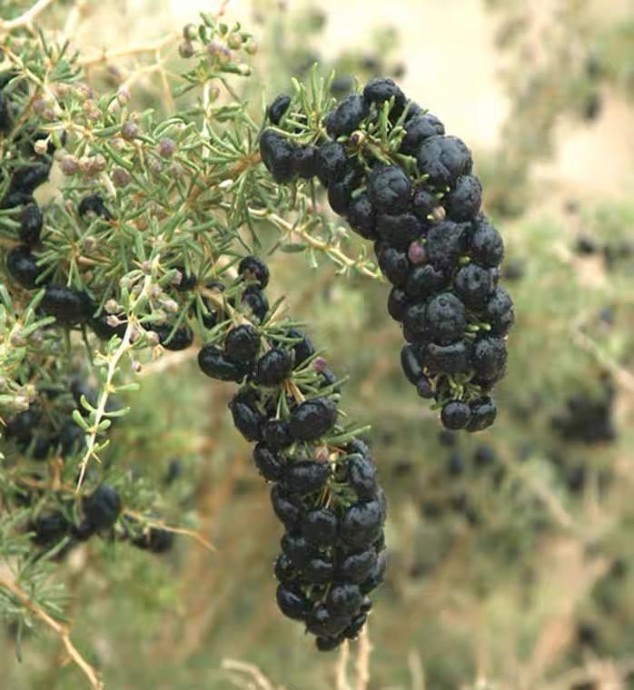 Hei Gou Qi 黑枸杞, Black Goji Berry, Wolfberry Fruit, Goji Berries-Health Wisdom™