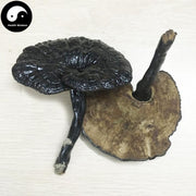 Hei Ling Zhi 黑灵芝, Dried Reishi Mushroom Tea, Ganoderma Lucidum, Wild Black Lingzhi-Health Wisdom™