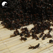 Hei Ma Yi 黑蚂蚁, Polyrachis Ants, Northeast Black Ant, Animal Tonic-Health Wisdom™