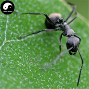 Hei Ma Yi 黑蚂蚁, Polyrachis Ants, Northeast Black Ant, Animal Tonic-Health Wisdom™