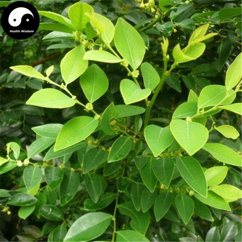 Hei Mian Ye 黑面葉, Hei Mian Shen, Fruticose Breyniae Leaf and Twig, Folium Et Cacumen Breyniae Fruticosae-Health Wisdom™