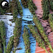 Hei Zhi Ma 黑芝麻, Semen Sesami Nigrum, Hu Ma, Black Sesame-Health Wisdom™