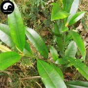 Heng Jing Xi 横经席, Calophyllum Membranaceum Root, Radix Calophyllum-Health Wisdom™