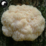 Hericium Erinaceus Pure Powder, Lion's Mane Mushroom, Yamabushitake, Hou Tou Gu 猴头菇-Health Wisdom™