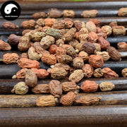 Hong Dou Kou 紅豆蔻, Fructus Galangae, Galanga Seed-Health Wisdom™