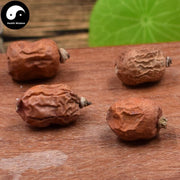 Hong Dou Kou 紅豆蔻, Fructus Galangae, Galanga Seed-Health Wisdom™