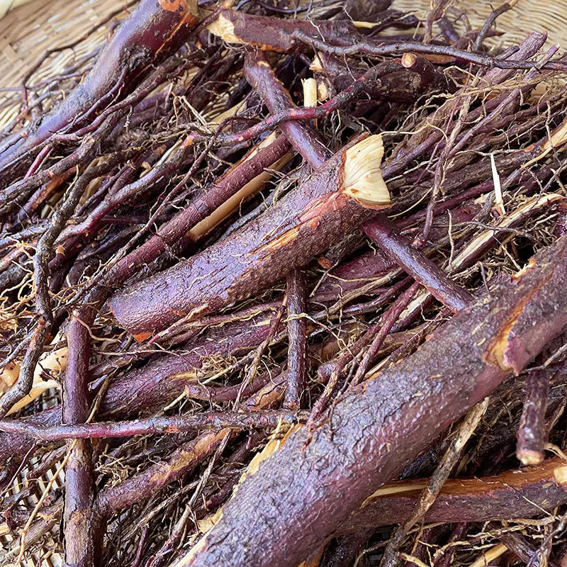 Hong Dou Shan Gen 红豆杉根, Taxus Chinensis Roots Tea, Ci Bai Song, Taxus Wallichiana Root-Health Wisdom™