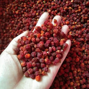 Hong Dou Shan Guo 红豆杉果, Taxus Chinensis Fruits Tea, Ci Bai Song, Taxus Wallichiana Seeds-Health Wisdom™