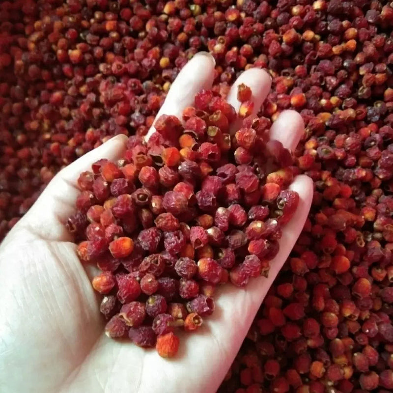 Hong Dou Shan Guo 红豆杉果, Taxus Chinensis Fruits Tea, Ci Bai Song, Taxus Wallichiana Seeds-Health Wisdom™
