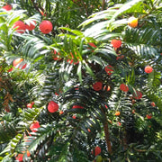 Hong Dou Shan Guo 红豆杉果, Taxus Chinensis Fruits Tea, Ci Bai Song, Taxus Wallichiana Seeds-Health Wisdom™