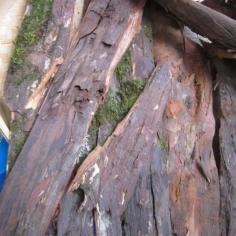 Hong Dou Shan Pi 红豆杉皮, Taxus Chinensis Bark Tea, Ci Bai Song, Taxus Wallichiana Barks-Health Wisdom™