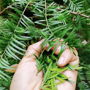 Hong Dou Shan Ye 红豆杉叶, Taxus Chinensis Leaf, Ci Bai Song Leaves Tea, Taxus Wallichiana-Health Wisdom™