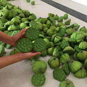 Hong Lian Zi 红蓮子, Semen Nelumbinis, Red Lotus Seeds-Health Wisdom™