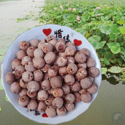 Hong Lian Zi 红蓮子, Semen Nelumbinis, Red Lotus Seeds-Health Wisdom™